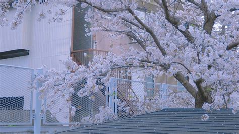 Cherry Blossom Horizontal Views Aesthetic Wallpaper Flowers