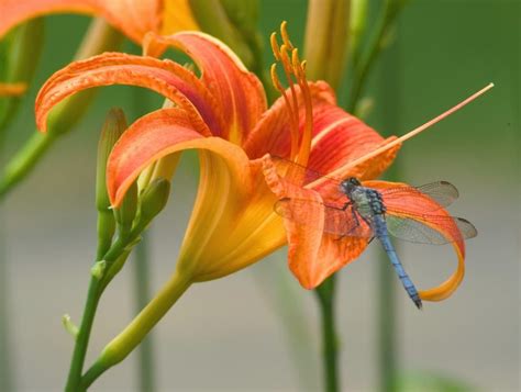 Check spelling or type a new query. like a flower bending in the breeze | Day lilies, Tiger ...