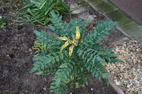 How To Prune Mahonia For Open Form Bushiness Or Shape