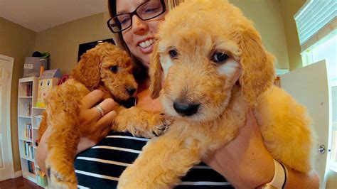20 best goldendoodle haircut pictures page 2 the paws. Living Teddy Bears - Goldendoodles puppies F1B 6 wks old ...