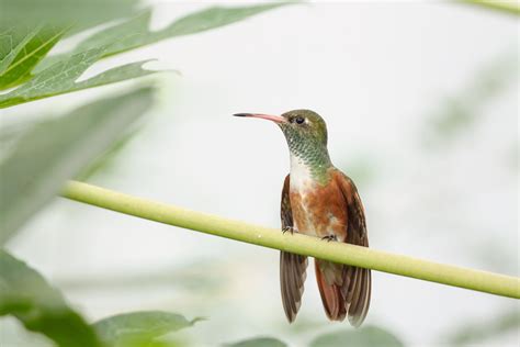 Blaugrün und lila kolibri, kolibri, kolibri, schnabel, vogel, vögel png. Kolibri