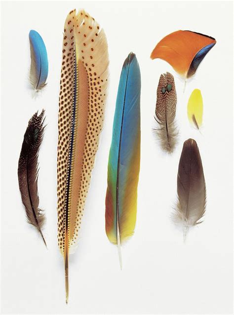 Collection Of Pigeon Feathers Photograph by Natural ...