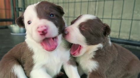 3 Week Old Puppies Border Collie Puppies Youtube