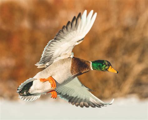 Duck Hunting