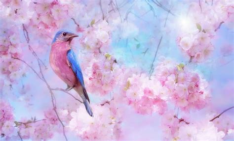 Spring Poetry Blue Pastel Pink Bird Flowers Blossoms Hd