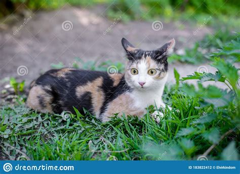 Tricolor Cat Lying In The Grass Stock Photo Image Of Mammal Black