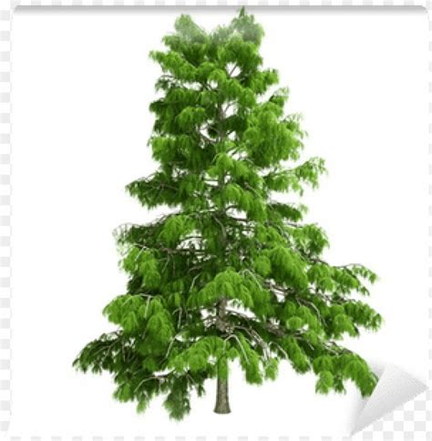 Cedar Tree Png Transparent With Clear Background Id 248458 Toppng