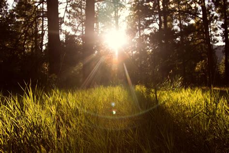 Free Images Landscape Tree Nature Forest Path Grass Outdoor