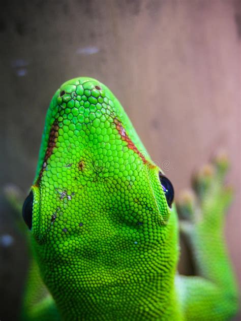 Green Lizard Stock Image Image Of Blue Colorful Color 27871415