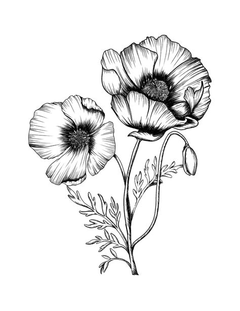 Poppies Framed Art Print By Mkarts531 Poppies Tattoo Poppy Drawing