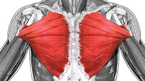 Learn about each of these muscles, their locations. PECTORALIS MAJOR | Muscles Information
