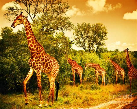 South African Giraffes Photograph By Anna Om Fine Art America