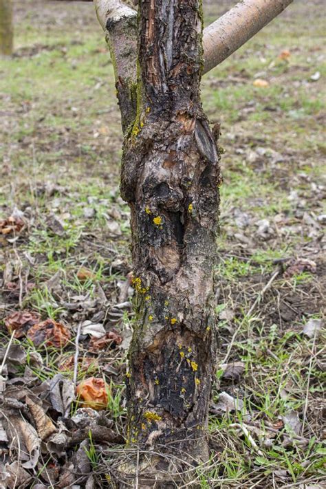 Diseases Of Fruit Trees In The Garden Damage To The Apple Fungus