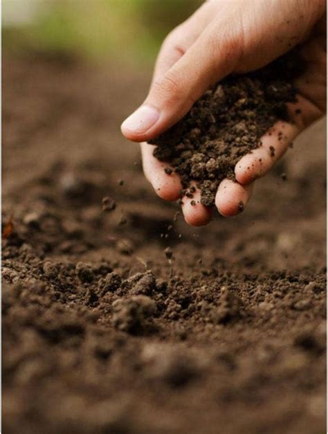 Understanding The Importance Of Soil And All It Does For Your Garden