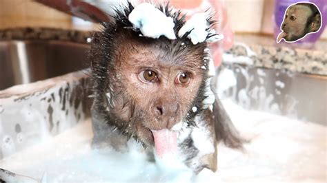 Capuchin Monkey Takes Foamy Bubble Bath Youtube