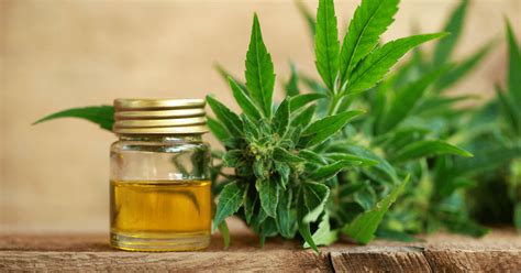 Cannabidiol Cbd For Depression And Anxiety Pi Therapy
