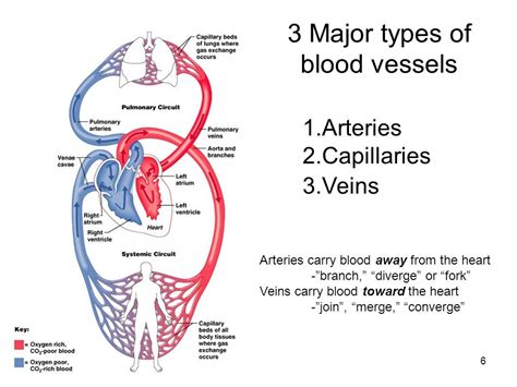 Major Blood Vessel Chart Major Arteries Veins And Nerves Of The Body