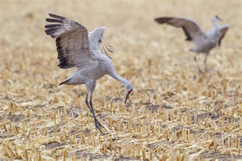 Sandhill Cranes An Amazing Sight At Nebraska Stopover