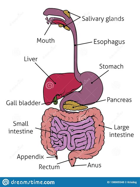 Aparato Digestivo Humano De La Tripa Del Sistema Gastrointestinal