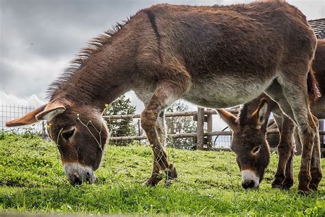 What Are The Differences Between A Mule And A Donkey Worldatlas