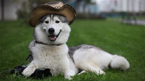 Animals, doge, internet, wallpaper, wallpapers. Animals, Husky, Dog, In, A, Hat, Full, Screen, High ...