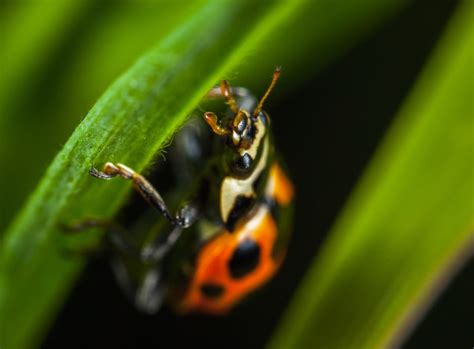 Photographier Des Insectes Pour Réussir Des Macros Marquantes Photo24