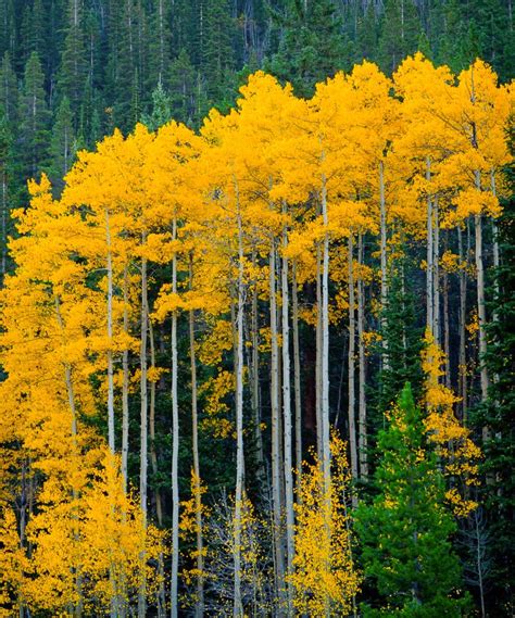 Aspens Clear Creek Colorado By Kevin Parks E Autumn Scenery