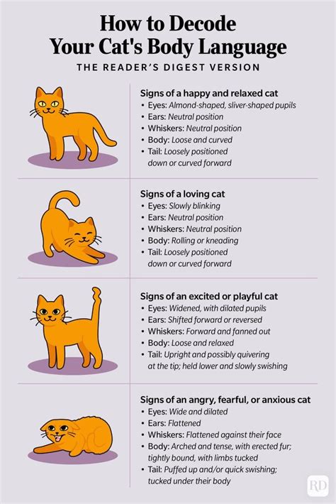 Cat Body Language How To Decode Your Cats Body Language Body Language