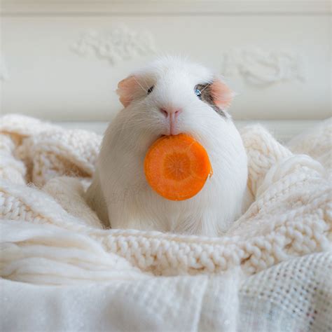 Booboo And His Friends Are The Most Adorable Guinea Pigs On The