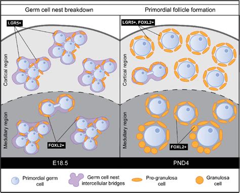 Germ Cell Nest Breakdown And Primordial Follicle Formation Are