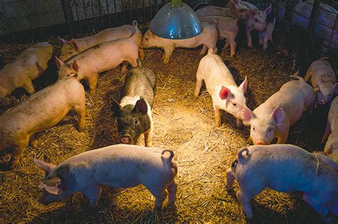 We did not find results for: Park County entrepreneur is region's largest breeder of ...