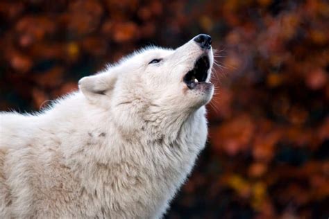 White Wolf In Dream Meaning And Symbolism Alica Forneret