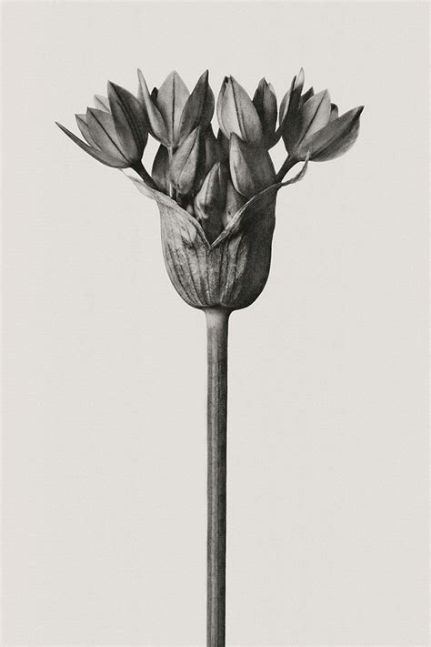 A Black And White Photo Of A Flower On A Stem With Long Stems In The