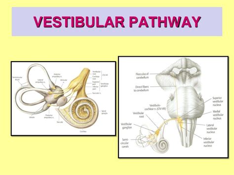 Ppt Anatomy Of 8 Th Cranial Nerves Vestibulocochlear Pathways