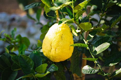 Rediscovering The Citron Fruit Tree Babylonstoren Harvests Its First