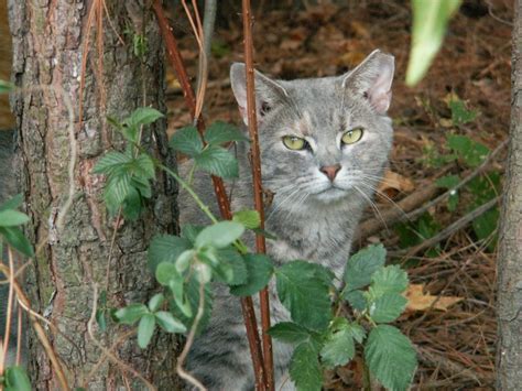 Feral Cats Ear Tipped United Spay Alliance