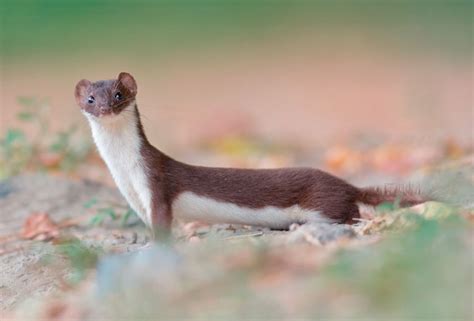 The Least Weasel Mustela Nivalis In Its Summer Coat The Smallest