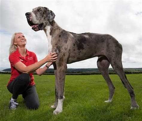Worlds Tallest Dog K9 Research Lab
