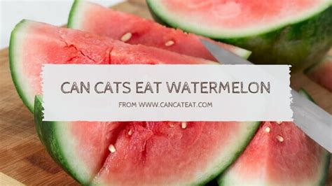 Such as fruits like cherries, strawberries, apples, carrots, and many sorts of green veggies like lettuce. 15 Things About Can Cats Eat Watermelon | Why Cats Enjoy ...
