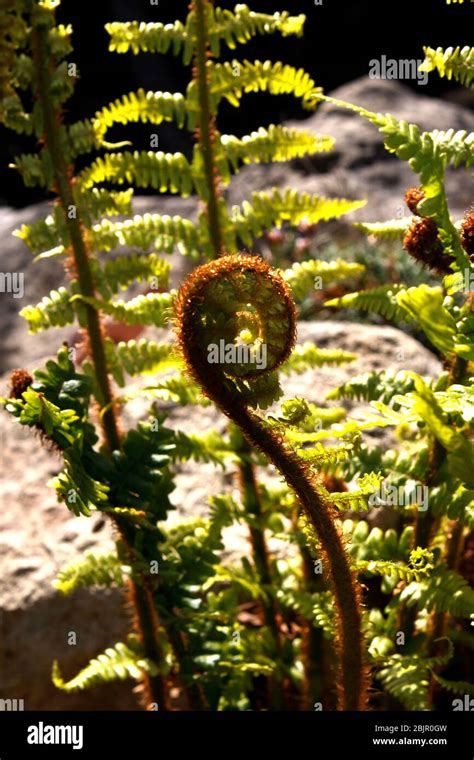 New Fern Fronds Unfurling In Early Spring Stock Photo Alamy