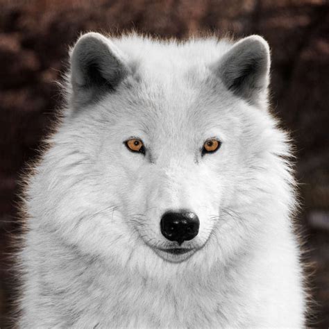 White Arctic Wolf Wall Art Photography