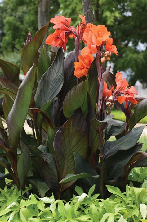 Canna Cannova Bronze Orange Deco Style