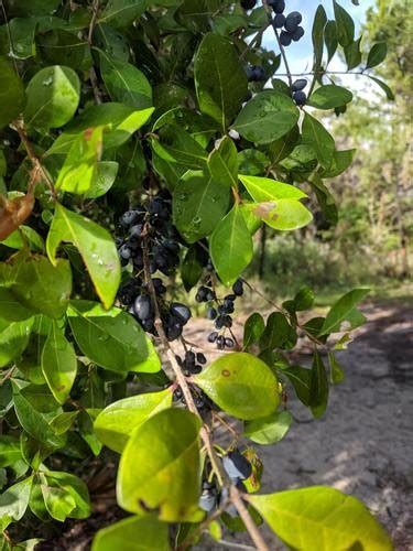 Florida Swampprivet Forestiera Segregata Flower Leaf Uses Picturethis