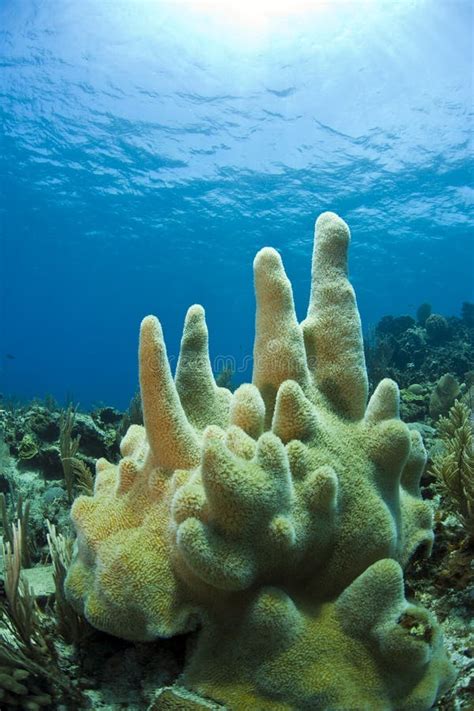 Underwater Coral Reef Pillar Coral Stock Image Image Of Dendrogyra