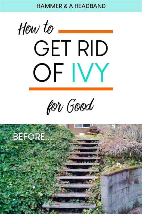 How To Get Rid Of Ivy For Good Landscaping Inspiration Yard Design