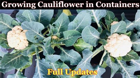 Grow Cauliflower In Container With Full Updates Grow Cauliflower In