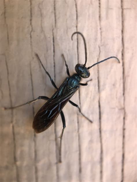 Nearctic Blue Mud Dauber Wasp From Vasona Lake County Park Los Gatos