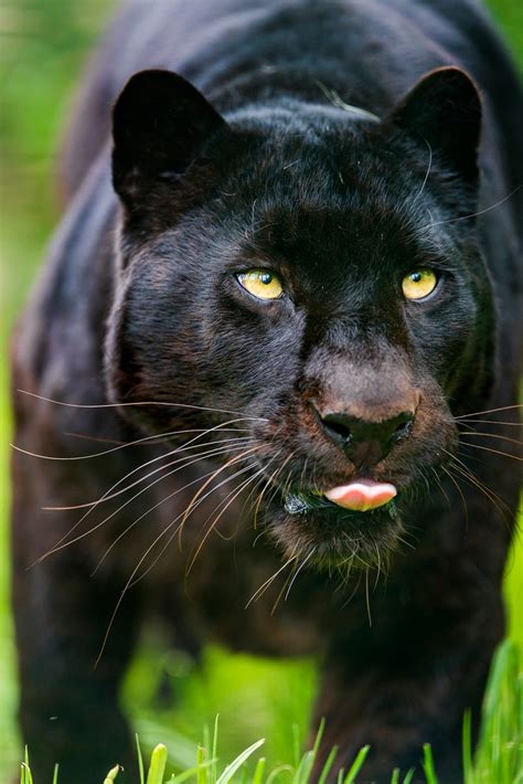 2018 / сша black panther черная пантера. The Majestic African Black Panther