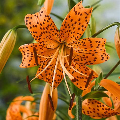 Lilium Lancifolium