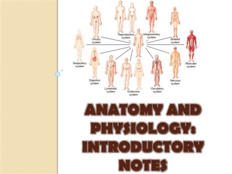 Anatomy And Physiology Body Systems Introduction